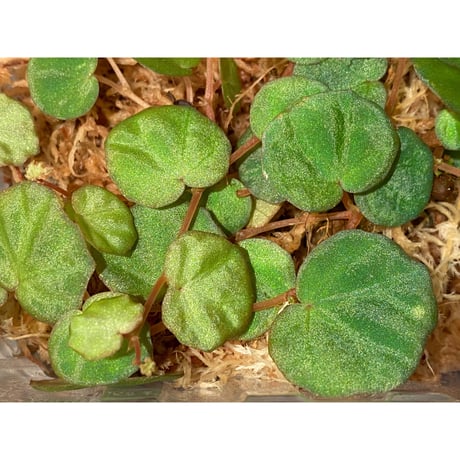 Begonia lichenora (sp.Mini) from Kalimantan Sarawak border [LA]