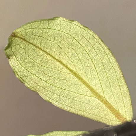Bucephalandra sp. "Kayulapis3" Kalimantan barat [TB] ①