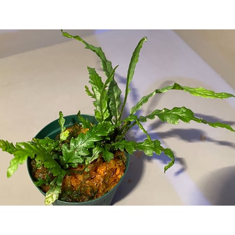 Microsorum sp. Short Dragon Tail