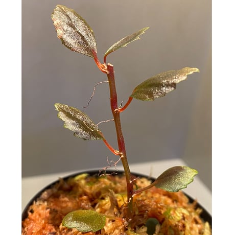 Begonia sp. from Julau [R1214-01b]