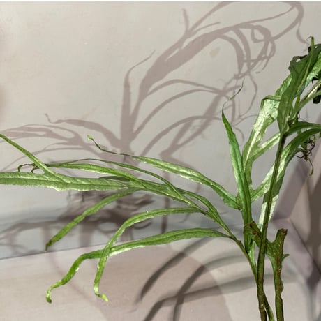 (大株) Microsorium sp. from Saripoi [LA0515-02]