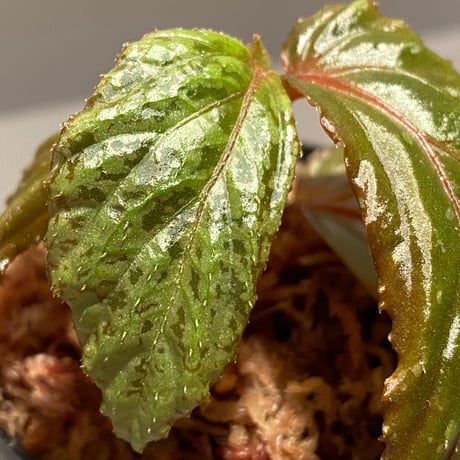Begonia sp. from Sarawak