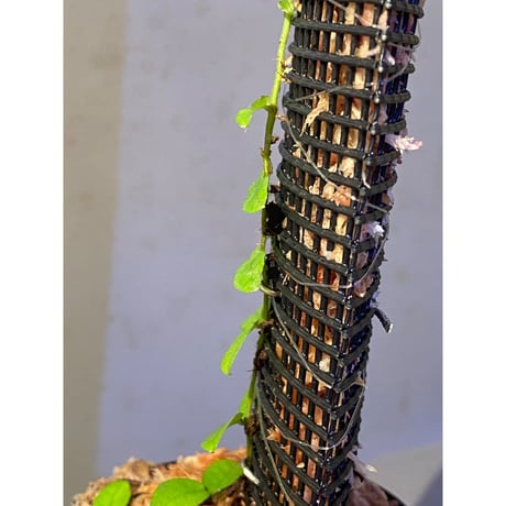 Ficus sp. from Trat Thailand