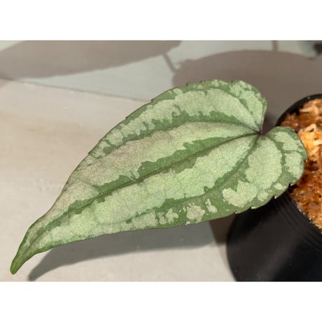 Cissus sp. "Padang" Sumatra barat [TB]
