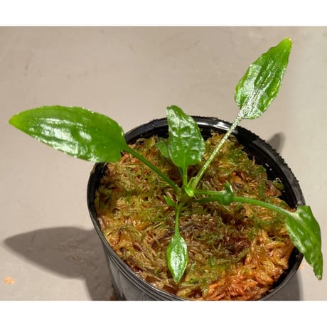 クリプトコリネ　ブルゴーニュレッド　正規タグ付き クリプトコリネ ブルゴーニュレッド 正規タグ付き クリプトコリネ