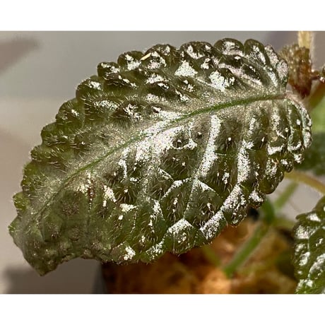 Nautilocalyx sp. 伊藤蟻植物農園