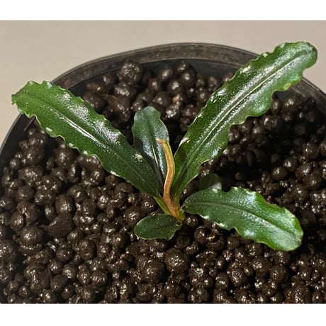 Bucephalandra sp. "MEDUSA"