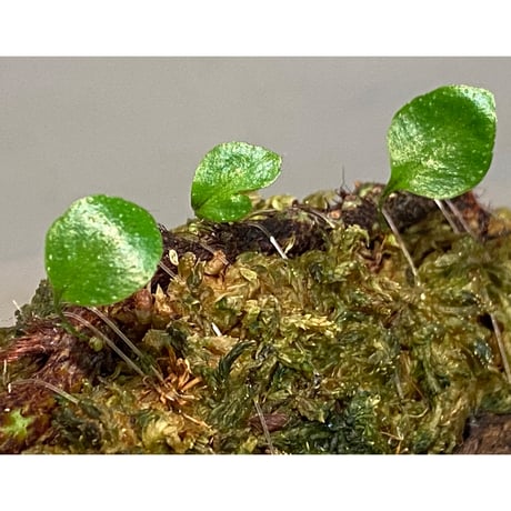 Selliguea sp. from Aceh sumatera