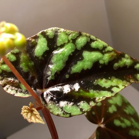 Begonia Variabilis