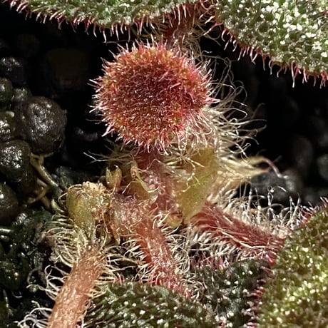 Begonia ningmingensis var. bella