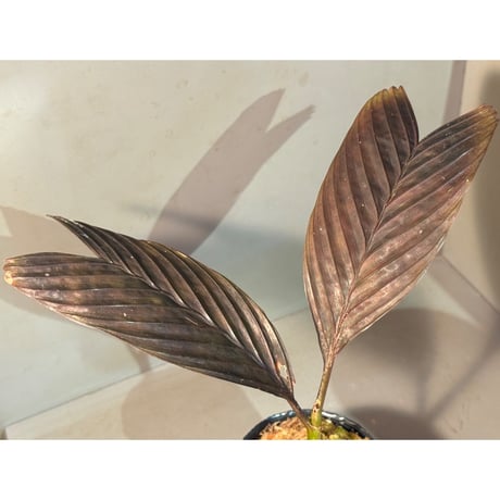 Pinanga veitchii from Sanggau West Kalimantan