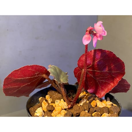 Begonia sp. f1 from Sumatera [NT ORCHID]