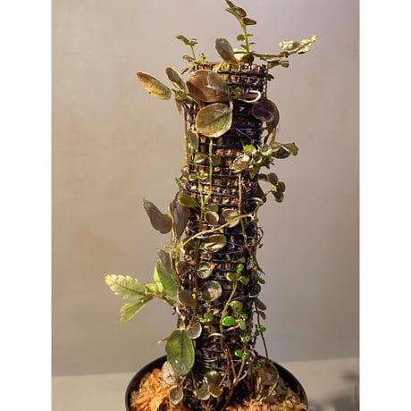 Pilea imparifolia from Iquitos Peru [tanakay]