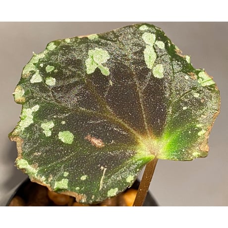 Begonia sp. from North Toraja [S0919-06] 伊藤蟻植物農園