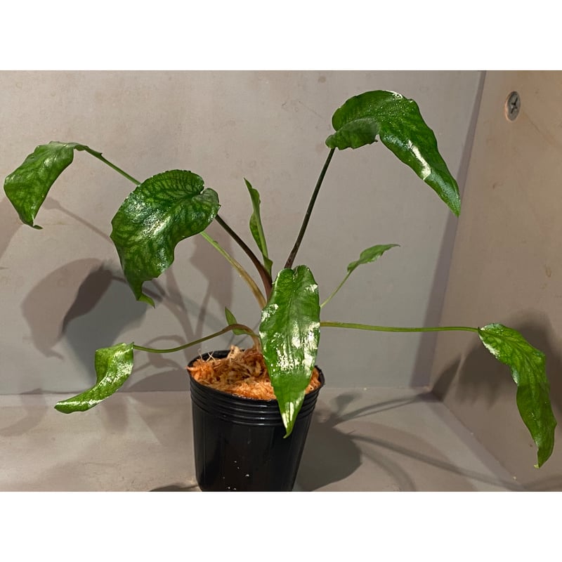 Cryptocoryne joshanii from Basilan island phili