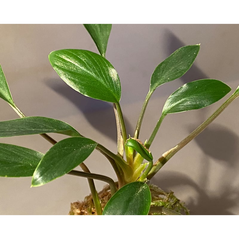 o*n様 Homalomena from Kalimantan ホマロメナ ホマロメナ Homalomena sp.Sekadau Kalimantan Barat – 熱帯植物.com