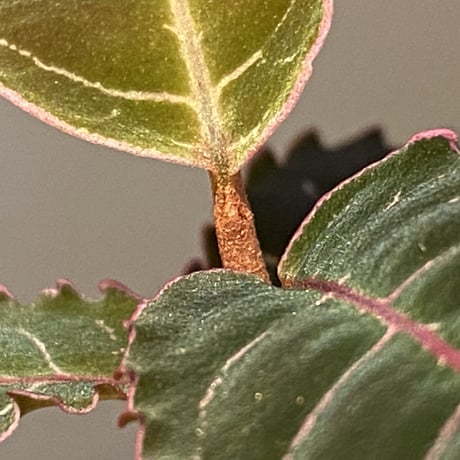 Labisia sp. from Riau sumatera
