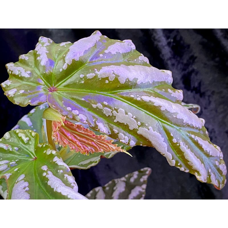 Begonia sp. 