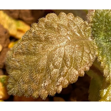 Nautilocalyx sp. 伊藤蟻植物農園