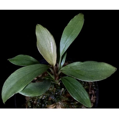 Homalomena cf. hasei from Aceh sumatera [LA1118-03]