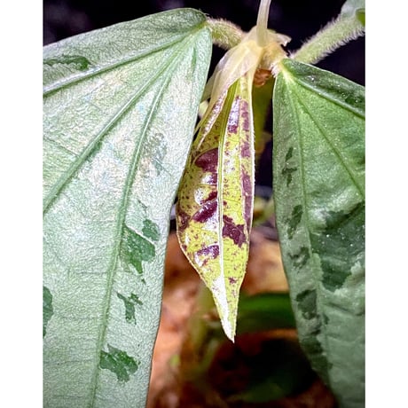 Elatostema sp. from Nopphitam [TK260915]