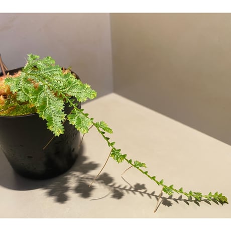 Selaginella sp. from Iquitos Peru [tanakay]