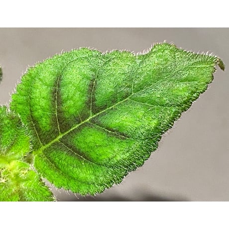 Kohleria inaequalis from Ecuador