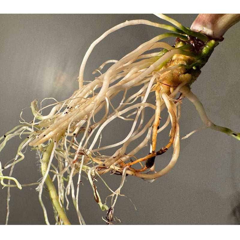 大株) Cryptocoryne joshanii from Basilan island