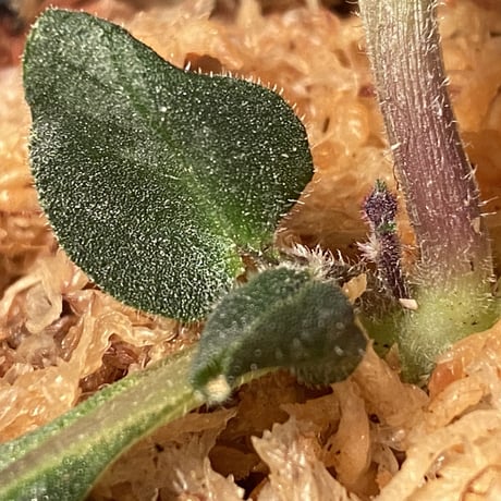 Gymnostachyum sp. from Tigalingga [HW0219-02]