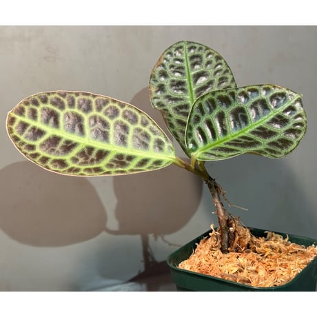 Labisia sp. "Kura kura" from Kalbar [AZ1122-otr]
