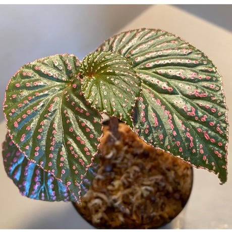 Begonia sp. from Saripoi [LA0813-2]