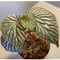 Begonia sp. from Saripoi [LA0813-2]