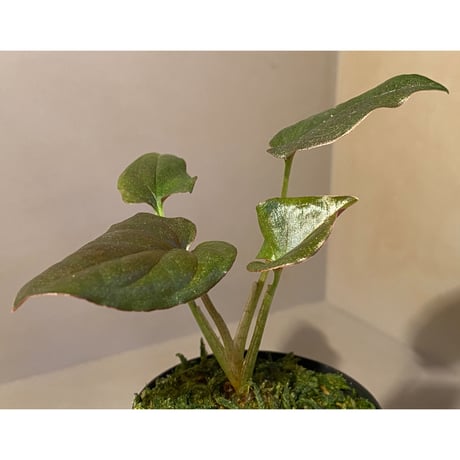 Syngonium sp. from Choco Colombia [tanakay]