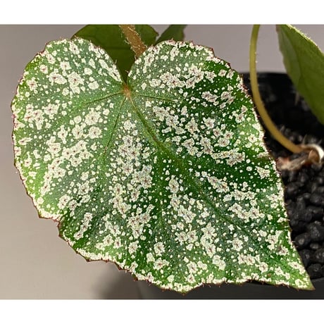 Begonia sp. from Na Hang [YH1118] TK