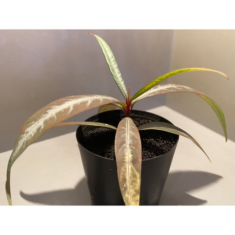 Labisia sp. from "Lebong" Bengkulu [TB]