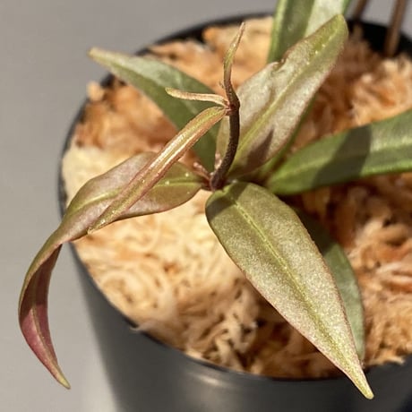 Medinilla sp. from Bukidnon 1.300m Mindanao Philippines