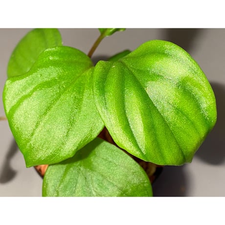 Homalomena sp. 赤A from Sepuluh Koto [TK061117-wf1] KZT