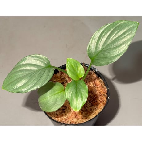 Homalomena sp. "Green" from Bogor