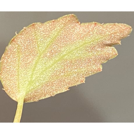 Begonia '煉獄-壱' [LA hyb.-f1-01]
