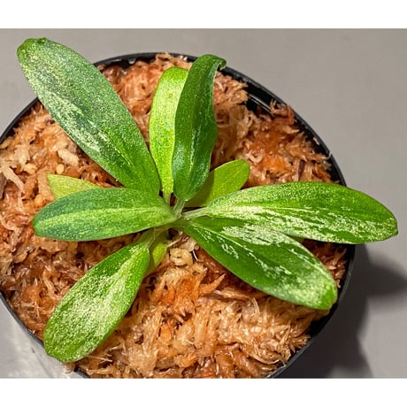 Schismatoglottis sp. "初霜錦" from Murung raya [LA0515-05]