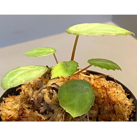 Begonia scapigera from Africa