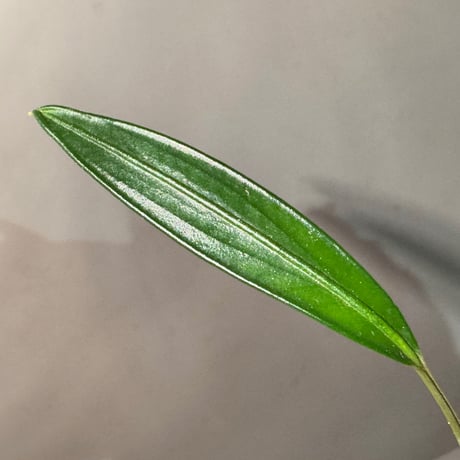 Pursegloveia cf. minima from Kapuas hulu West Kalimantan