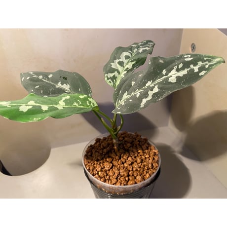Aglaonema pictum A "しるば〜らいん" Aceh sumatera [LA1117-05j]