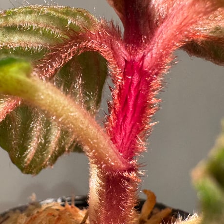 Acranthera sp. from Sekadau