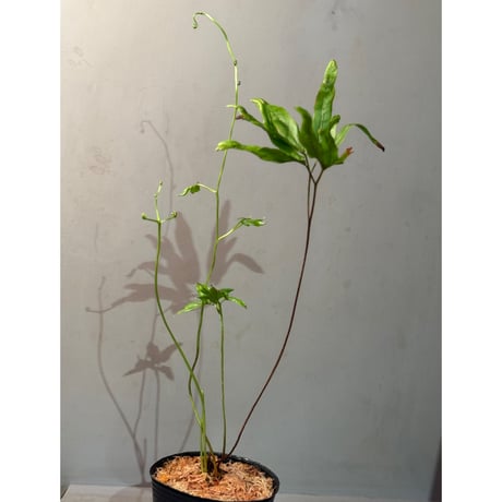 Lygodium cf. dichotomum from Myanmar