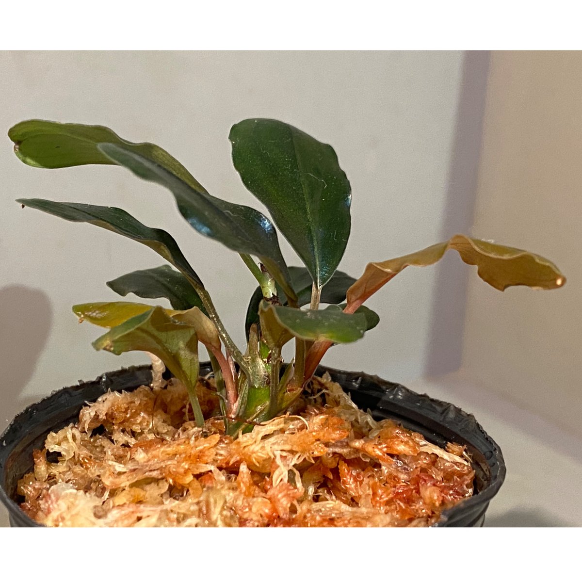2芽) Bucephalandra sp. 