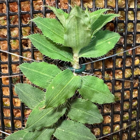 Freycinetia elegantula from Central Papua