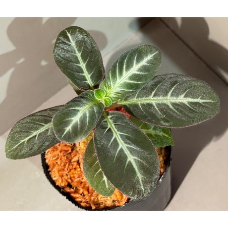 Codonoboea cf. pumilla from Riau sumatera [LA1119-02]