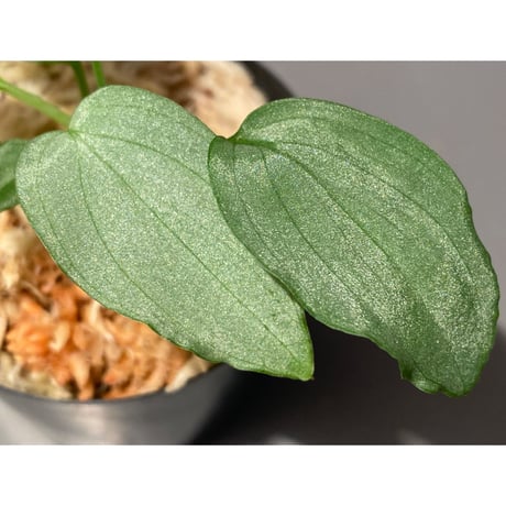 Homalomena sp. "Emerald Silver × ?" wf1 from Kepulauan Riau [KZT]