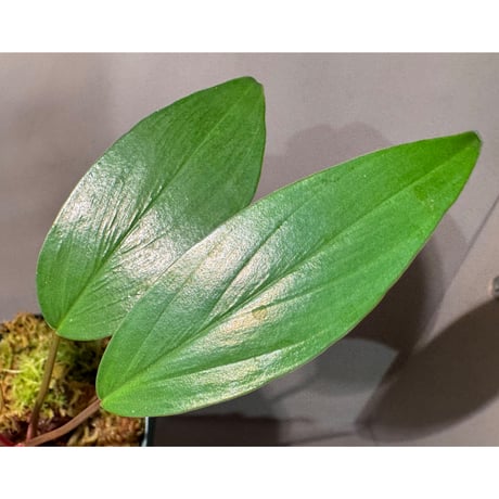 Homalomena sp. "Tsubaki" HW-GR from Resun Pulau Lingga [HW1017-02]